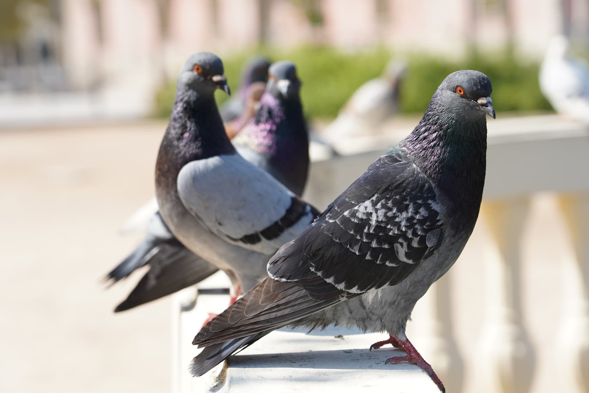Illustration de l'article « Pigeons sur votre immeuble : pourquoi agir vite et quelles solutions existent » — Chabrier Nuisibles