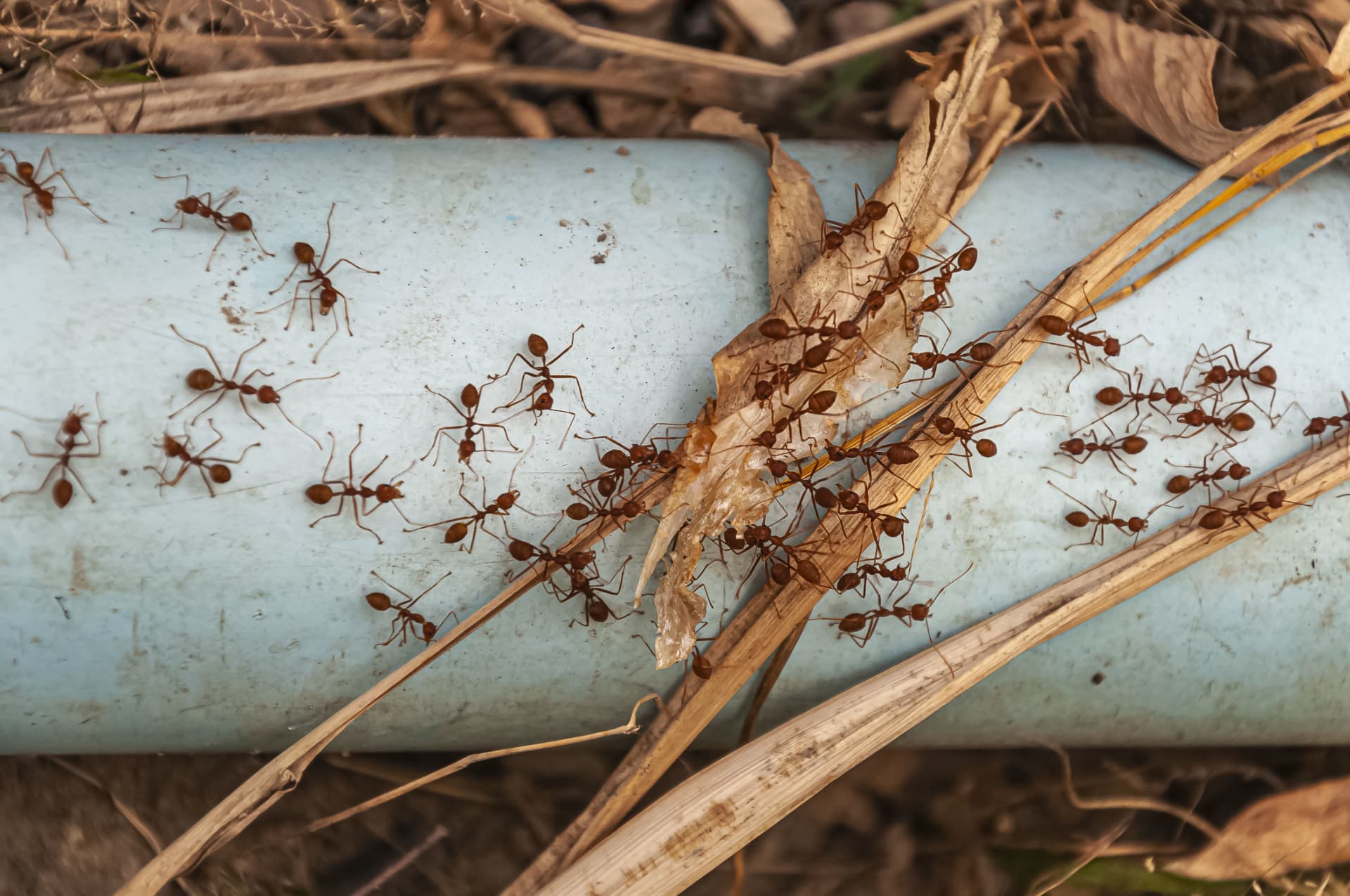 Illustration de l'article « Invasion de fourmis : comprendre leur organisation pour mieux les éliminer » — Chabrier Nuisibles